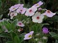 Woolly Rock Jasmine